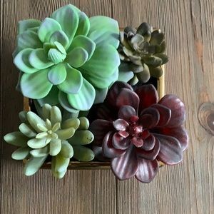 Amazingly Real Looking Succulents 🍃